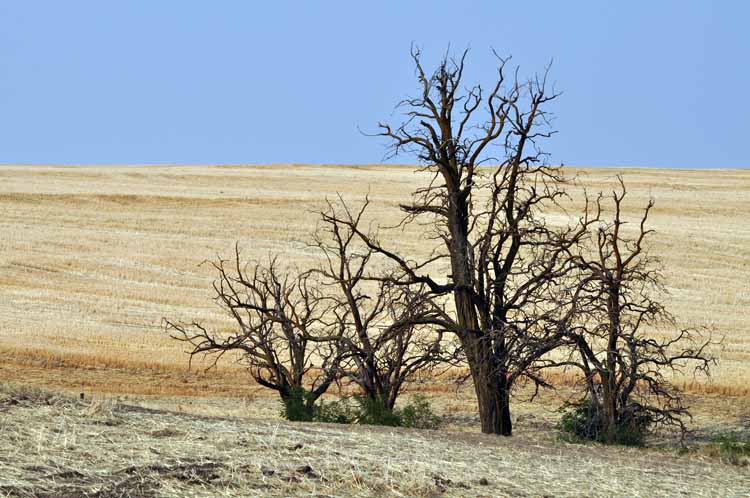 countryside and tree